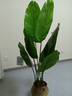 未歐天堂鳥(niǎo)假綠植仿真植物落地盆栽室內大型仿生樹(shù)裝飾仿真花客廳擺件 1.3米天堂鳥(niǎo)+花籃 曬單實(shí)拍圖
