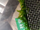 FKSC魚缸水草植物莫斯珊瑚水草活體凈化水質(zhì)陰性造景增氧鋪底水培植物 【拍一發(fā)二】三角莫斯 曬單實(shí)拍圖