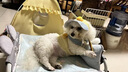 曇蓓漫狗狗牽引繩小型犬胸背狗狗服飾背心式狗繩比熊泰迪約克夏狗繩狗鏈 【小黃鴨】萌寵牽引三件套 L丨胸圍45(適合8-9斤寵物) 【小黃鴨】胸背+帽子+繩子 優(yōu)質(zhì)面料/柔軟親膚/萌趣可愛 曬單實(shí)拍圖