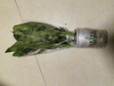 愛你一萬年白掌一帆風順盆栽水培植物綠蘿籮花卉室內(nèi)花綠植紅掌發(fā)財樹吸甲醛 【升級爆根】特級白掌8-10株+自吸盆+營養(yǎng)液 曬單實拍圖