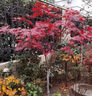 日本紅楓樹(shù)苗四季紅室外耐寒紅舞姬盆景盆栽大樹(shù)綠植庭院綠化植物 紅楓3公分粗帶土球 曬單實(shí)拍圖
