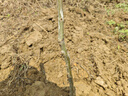 嫣藍果樹(shù)苗嫁接板栗樹(shù)苗板栗小苗南北方種植苗 1.5厘米粗源頭直發(fā) 曬單實(shí)拍圖