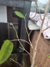 榴蓮苗果樹苗嫁接榴蓮樹苗泰國榴蓮苗南方種植帶土苗金枕榴蓮苗 貓山王榴蓮嫁接2年苗 原土杯苗發(fā) 榴蓮苗 曬單實拍圖