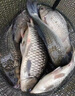 高端CA輕口小碎目冬天鯽魚(yú)漂高靈敏細尾野釣納米醒目浮漂釣魚(yú)浮標 （2號輕口猾口魚(yú)吃鉛1.20克 高靈敏浮漂 曬單實(shí)拍圖