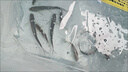 青龍棒魚苗活體淡水養(yǎng)殖食用華鯪青鳙沉香魚冷水原生溪流冷水魚觀賞魚 青龍棒魚苗6-8厘米10條【多發(fā)1條防損】 曬單實(shí)拍圖