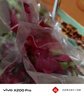CAIFAN海南蜜寶 紅心火龍果 金都一號單果約400~500g 新鮮當季水果禮盒 曬單實(shí)拍圖