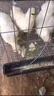正宗烏雞活苗純種一斤半斤烏雞苗烏骨雞活苗白鳳泰和竹絲雞活苗 4-5兩烏雞10只（公母備注） 曬單實(shí)拍圖