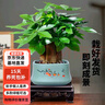 2024新款發(fā)財樹(shù)小盆栽辦公室內開(kāi)業(yè)送禮盆景綠植 三桿發(fā)財樹(shù)(事事如意) 曬單實(shí)拍圖