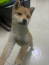 伊寵純種小柴犬日本柴犬幼犬活體柴犬幼犬寵物狗小柴活體幼犬小型犬 寵物級(jí) AA級(jí) 公 曬單實(shí)拍圖