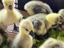 正宗特大種獅頭鵝苗純種假一賠十幼苗潮汕原種雛鵝成年斤鵝包活體 買2送1  共3只（每只130g左右） 曬單實(shí)拍圖