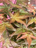 急兔紅楓樹(shù)苗中國紅楓苗室內外庭院綠化苗小苗約0.5CM粗源頭直發(fā) 曬單實(shí)拍圖