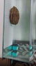 爬將軍魚(yú)缸滴流盒壁掛式過(guò)濾器家用魚(yú)缸循環(huán)系統過(guò)濾盒 白色大號9盒【過(guò)濾套餐】 曬單實(shí)拍圖