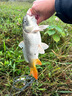 巨鰭王日本進口魚竿手桿碳素釣魚竿超輕超硬19調28調臺釣竿黑坑釣魚桿巨 全新升級全碳材質-達瓦叱予28調-3.6 送干稍 曬單實拍圖