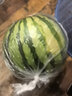 【JD&順豐】新鮮無籽麒麟西瓜 薄皮多汁整箱水果禮盒裝 甄選2個【6-7斤】精美禮盒裝 曬單實拍圖