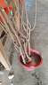 磊運無(wú)核柿子樹(shù)苗 嫁接果樹(shù)苗庭院陽(yáng)臺種植南方北方種植當年結果 4年苗當年結果(火晶柿子) 81cm(含)-110cm(含) 曬單實(shí)拍圖