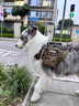 出眾者胸背帶中型犬狗背心狗背帶大型犬胸背狗衣服邊牧薩摩耶狗繩牽引繩 煙綠（配包+胸背帶) S（建議體重25-50斤） 曬單實拍圖