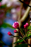 富士（FUJIFILM） XF70-300mmF4-5.6 R LM OIS WR 中長(cháng)焦變焦鏡頭 全天候鏡身 全新海外版 官方標配 香港倉直發(fā) 曬單實(shí)拍圖