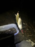 猛攻狂刃輕量小綜合釣魚(yú)竿手竿野釣臺釣竿手桿超輕硬魚(yú)竿7.2m全涂版 曬單實(shí)拍圖