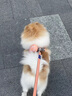PUPPY GALLERY韓國進(jìn)口A(yíng)+狗狗胸背帶遛狗寵物狗狗牽引繩 小狗狗繩背心式小型犬 春日花海(隨單發(fā)放/顏色隨機) 2XS 胸圍29-36cm/體重1.9-3.9kg 曬單實(shí)拍圖