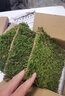 臨雅青苔蘚鮮活微景觀綠植盆景桌面假山造景材料永生白發(fā)短絨源頭直發(fā) 曬單實拍圖