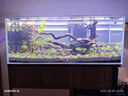 國象50骨架膠水族魚(yú)缸造景專(zhuān)用膠水景粘假山青龍石頭沉木杜鵑根瞬干松皮火山苔蘚水榕水草莫斯膠 骨架膠50g/支 （滴管+木屑+手套） 曬單實(shí)拍圖
