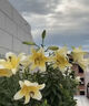 花神紀鮮花綠植專(zhuān)用泡騰片84消毒液養花殺菌鮮花植物園林插花卉切保鮮劑 鮮花綠植泡騰片-1瓶 曬單實(shí)拍圖