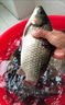 強硬鋒袖鉤加強魚鉤正品綁好的子線雙鉤成品鯽魚鉤競技袖極細金袖 強硬鋒袖子線雙鉤【2號有刺】0.3號線-40cm 曬單實拍圖