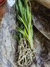 皇冠能（HUANGGUANNENG）花期帶花苞四季蘭濃香型猴面名貴花卉蘭花大全四季開(kāi)花室內 綠云 2苗連體裸根發(fā)貨 曬單實(shí)拍圖