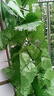 豚鹿仿真葡萄葉藤條植物樹葉子管道吊頂裝飾花藤假花塑料綠葉纏繞藤蔓 66葉加密葡萄葉【2條】 曬單實(shí)拍圖