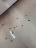 厚生蟑螂藥殺蟑膠餌氟蟻腙2%滅殺蟑螂餌劑屋貼廚房家用滅殺蜚蠊蟑螂 10g 1盒 曬單實(shí)拍圖