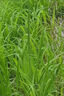 小米草種子魚塘專用水草植物種子耐高溫龍蝦魚蟹養(yǎng)殖專用牧草種籽 【優(yōu)選雀葉稗】小米草種子 5斤純籽【優(yōu)選正品】 曬單實拍圖