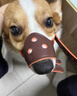 句可狗嘴套防叫防咬防亂吃中大型犬狗口罩透氣金毛拉布拉多專用狗嘴罩 狗嘴套S碼（建議8-20斤） 曬單實拍圖