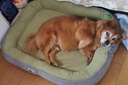 柒哦寵物狗窩四季通用可拆洗中型小型犬夏天狗狗睡覺(jué)墊子夏季貓窩 綠色雙層狗窩 M+【55*40 8斤內】 曬單實(shí)拍圖