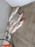 川澤黃尾漂鯽鯉魚(yú)漂高靈敏醒目翻身快長(zhǎng)腳短尾黑坑野釣競(jìng)技浮漂 CC2細(xì)尾【野釣】吃鉛1.7-2.3g 2號(hào) 曬單實(shí)拍圖
