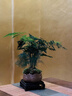 文竹盆栽室內云竹水培植物辦公室桌面小綠植四季好養中式禪意盆景 主圖款精修壯苗-小文竹四方山水+底座+苔蘚 不含托盤(pán) 曬單實(shí)拍圖