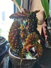 臨雅福壽秋海棠盆栽鱒魚竹節(jié)粉旗魚室內(nèi)陽臺好養(yǎng)易活四季開花卉綠植物 秋海棠“粉旗魚”120# 曬單實拍圖