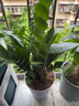 綠有意一帆風(fēng)順白掌盆栽室內(nèi)綠植紅掌花卉水培植物四季易活吸除甲醛好養(yǎng) 白掌+綠蘿+綠公主（繁星盆） 曬單實(shí)拍圖