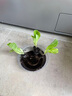 四季新鮮生菜苗子意大利生菜苗庭院秧苗種子種植秋冬陽(yáng)臺盆栽蔬菜 耐寒奶油生菜苗 3棵苗 曬單實(shí)拍圖