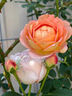 茗花潭四季播薔薇花種子爬藤月季玫瑰開花不斷爬墻庭院花卉盆栽植物花籽 混色薔薇花種子200粒+肥 曬單實(shí)拍圖
