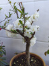 新品種海棠彩玉海棠花盆栽樹(shù)苗老樁陽(yáng)臺重瓣變色海棠花四季耐寒 彩玉海棠六年苗 曬單實(shí)拍圖