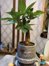 新品開花發(fā)財樹盆栽室內(nèi)好養(yǎng)易活花卉植物客廳辦公室綠植四季開花 紅顏【四季長青 驅(qū)蚊好養(yǎng)】 送肥料+盆 曬單實拍圖