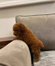 嘉瑰泰迪幼犬灰泰迪純種泰迪狗活犬寵物狗狗活體貴賓犬茶杯犬 寵物級 香檳色 母 曬單實拍圖