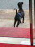 狗狗避孕褲母狗防交配例假生理褲專用狗發(fā)情褲防交配防小狗神器 淺藍(lán)色 XL碼-超大型犬（腰圍50-59cm） 送三個生理棉片 曬單實(shí)拍圖