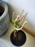 四季珍貴品種小盼菩提樹(shù)小盆栽植物室內小葉紫檀盆景老樁綠植高貴 大苗【買(mǎi)一送一】帶果+肥料 曬單實(shí)拍圖