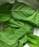 沃繡 新鮮桑葉 現摘大小蠶特嫩桑葉養蠶 蠶卵蠶寶寶食物飼料 桑苗盆栽 新鮮桑葉3斤【經(jīng)濟實(shí)惠】 曬單實(shí)拍圖