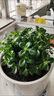 創(chuàng)京鑫選德國品質(zhì)四季金魚花吊蘭盆栽室內(nèi)綠植花卉多肉植物綠蘿不支持退換 金魚吊蘭大白陶瓷盆 含盆 曬單實(shí)拍圖
