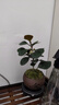 開時(shí)果 中式禪意小盆栽組合套裝 發(fā)財(cái)樹文竹綠植物辦公室內(nèi)花卉好養(yǎng)盆景 小盼菩提+小葉赤楠+發(fā)財(cái)樹 含盆含土（每盆加送苔蘚） 曬單實(shí)拍圖