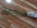 迎春花盆景  迎春苗 迎春花苗盆景 庭院攀援花卉爬藤植物 迎春 3年苗10棵當(dāng)年開花 壯苗) 曬單實拍圖