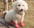 阿莫爾狗狗腳套外出防滑防水襪軟底耐磨狗鞋柯基柴犬比熊小型犬寵物鞋子 冰莓粉【四只裝】 M 曬單實拍圖