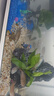 爬將軍新款魚(yú)缸生態(tài)超白玻璃缸家用客廳辦公室桌面養金魚(yú)斗魚(yú)水族箱造景 60CM缸【海底世界套餐】+養魚(yú)大禮包 曬單實(shí)拍圖